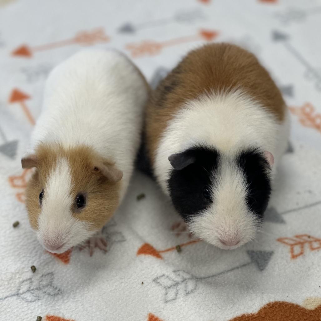 Enlarge Mars (bonded with Rocket), a Adoptable Rat in Decatur, GA image 1/3