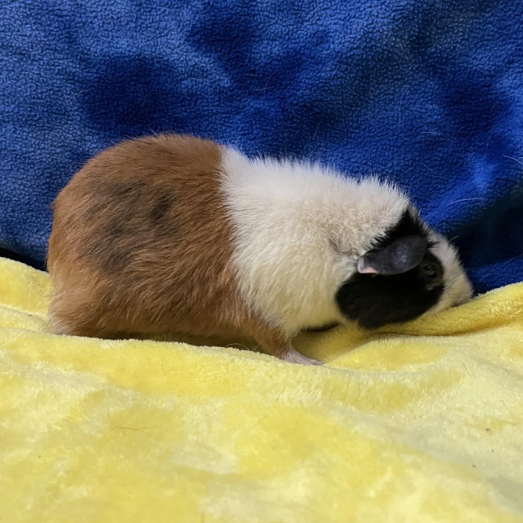 Enlarge Mars (bonded with Rocket), a Adoptable Rat in Decatur, GA image 1/2
