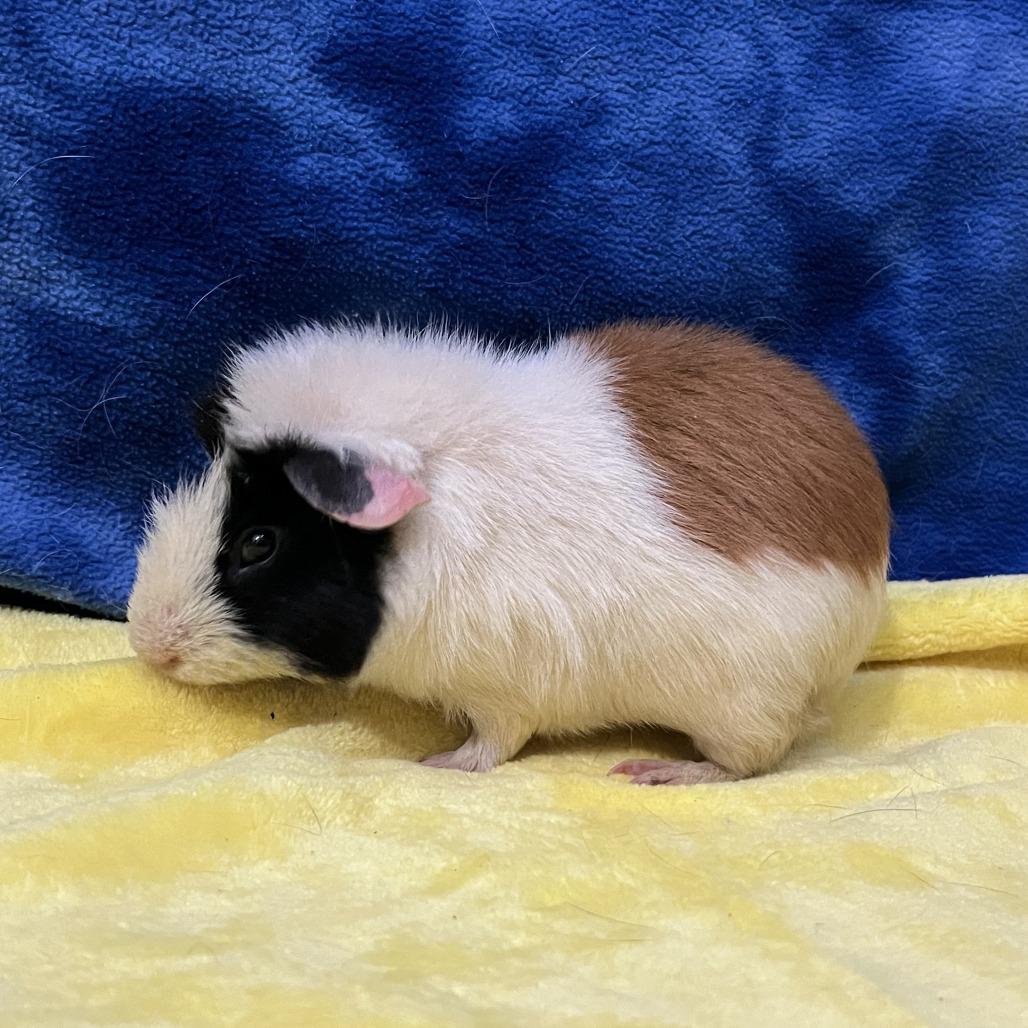 Enlarge Mars (bonded with Rocket), a Adoptable Rat in Decatur, GA image 2/2
