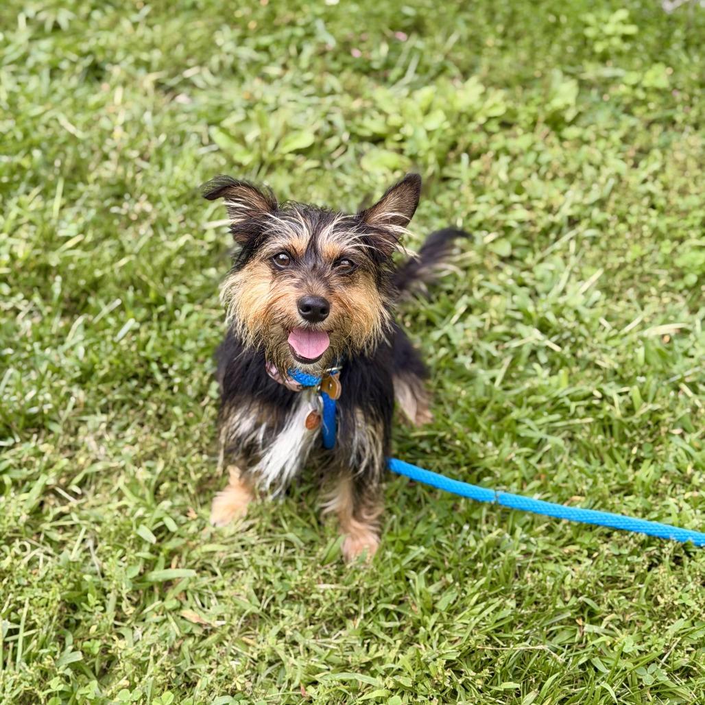 Enlarge Gypsy, a Adoptable mixed breed in Sparta, NJ image 4/6
