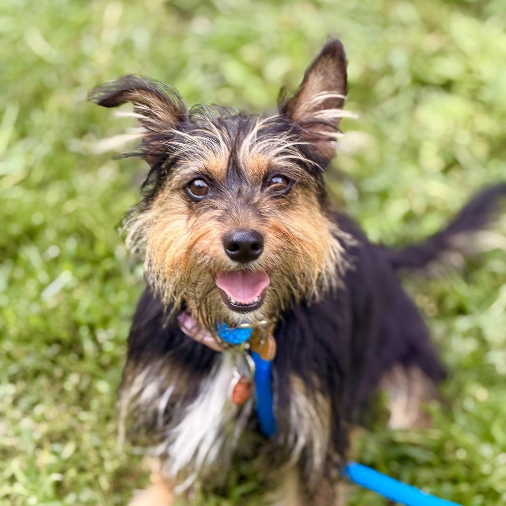 Enlarge Gypsy, a Adoptable mixed breed in Sparta, NJ image 5/6