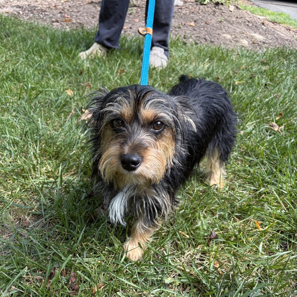 Enlarge Gypsy, a Adoptable mixed breed in Sparta, NJ image 6/6
