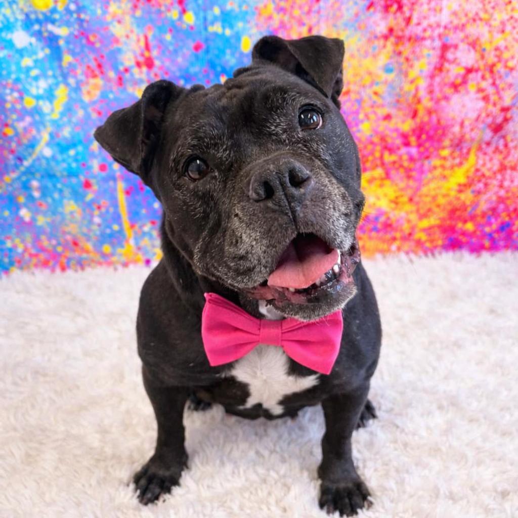 Gertrude — thumbnail 3