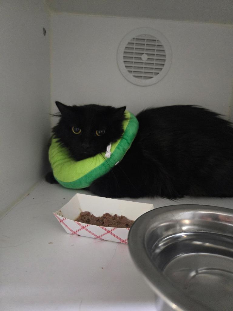 Enlarge Ruby Mae, a Adoptable mixed breed in Dearborn, MI image 1/1