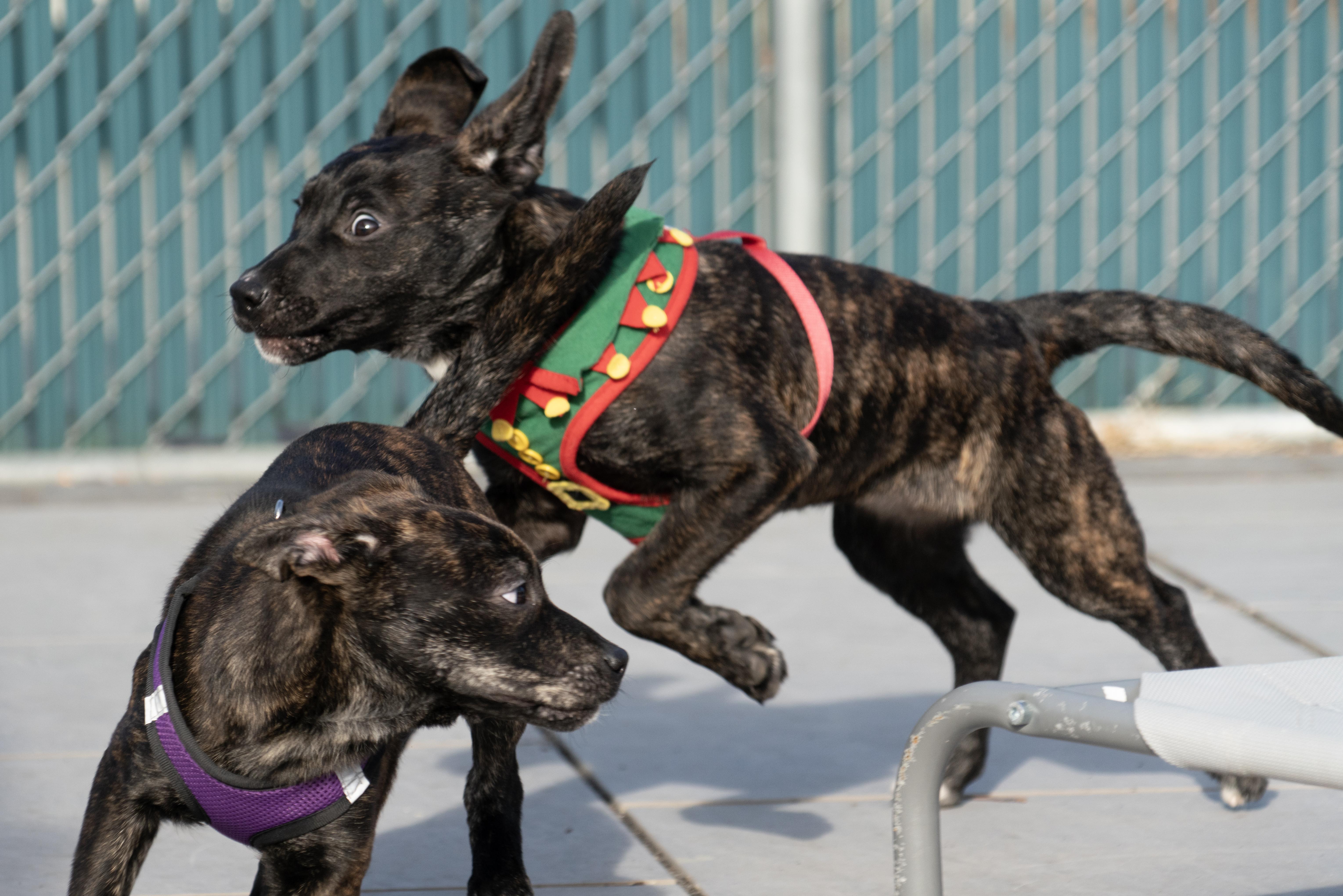 Sugar Plum, an adopted mixed breed in New Rochelle, NY image 4/5