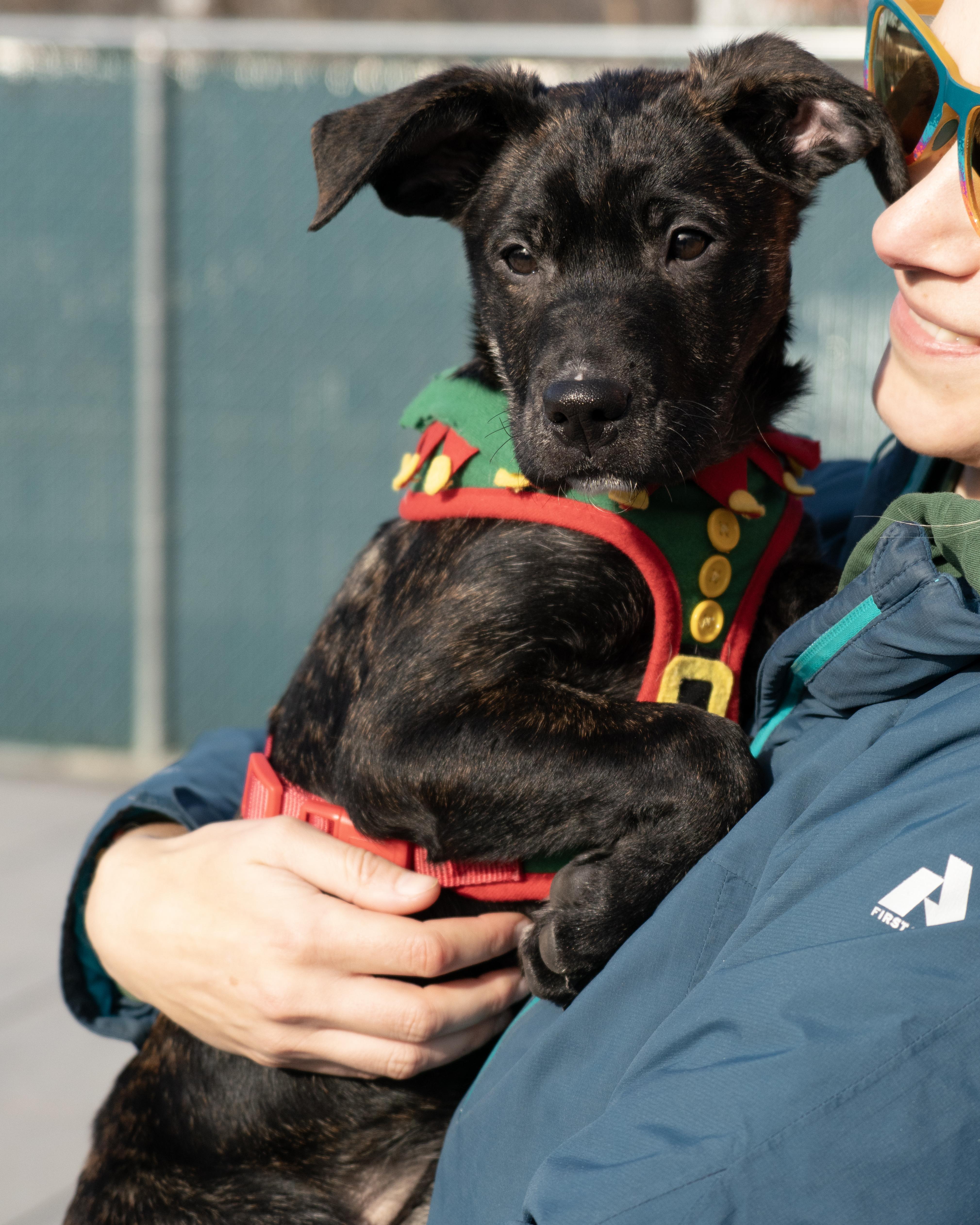 Sugar Plum, an adopted mixed breed in New Rochelle, NY image 1/5