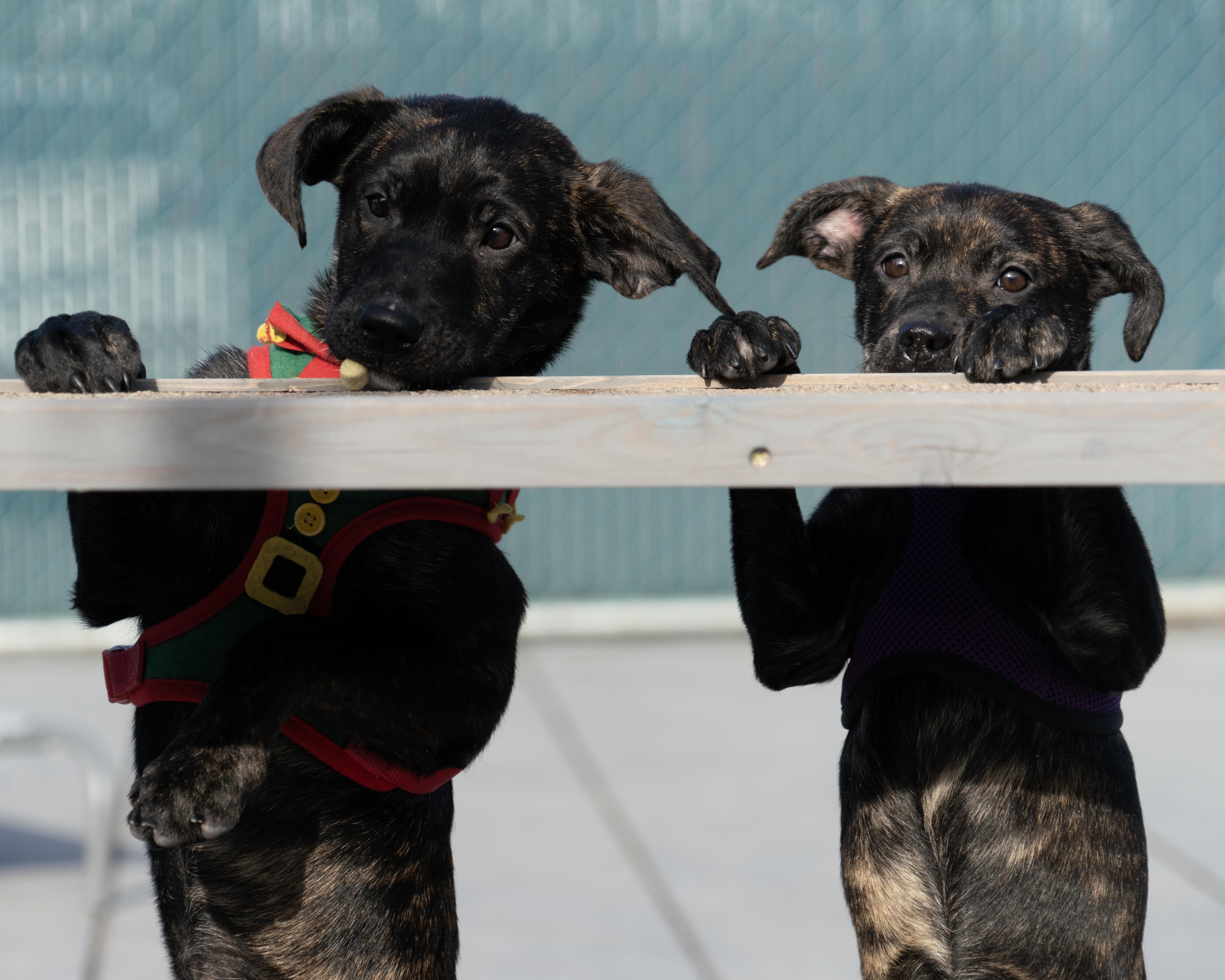 Sugar Plum, an adopted mixed breed in New Rochelle, NY image 5/5