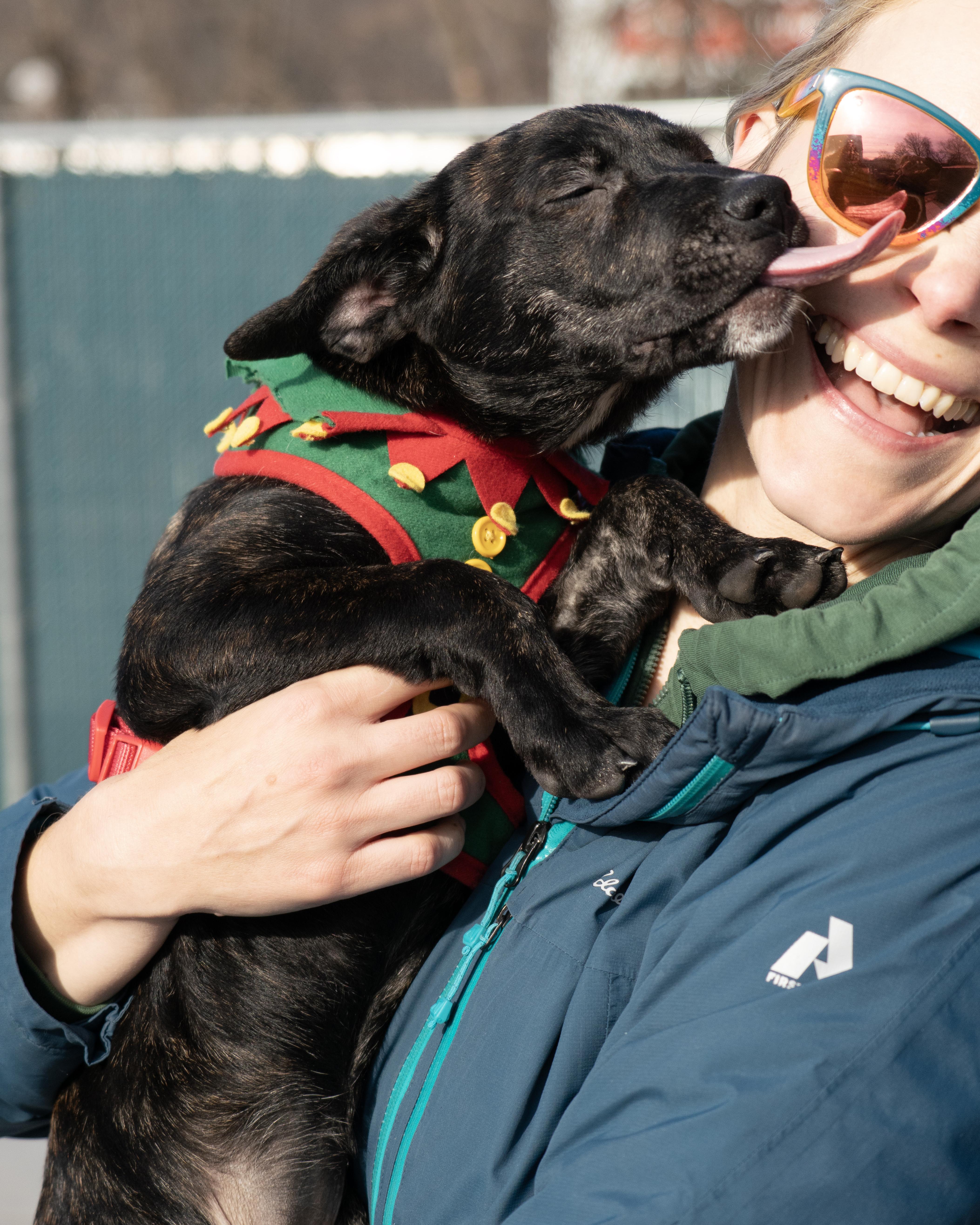 Sugar Plum, an adopted mixed breed in New Rochelle, NY image 3/5