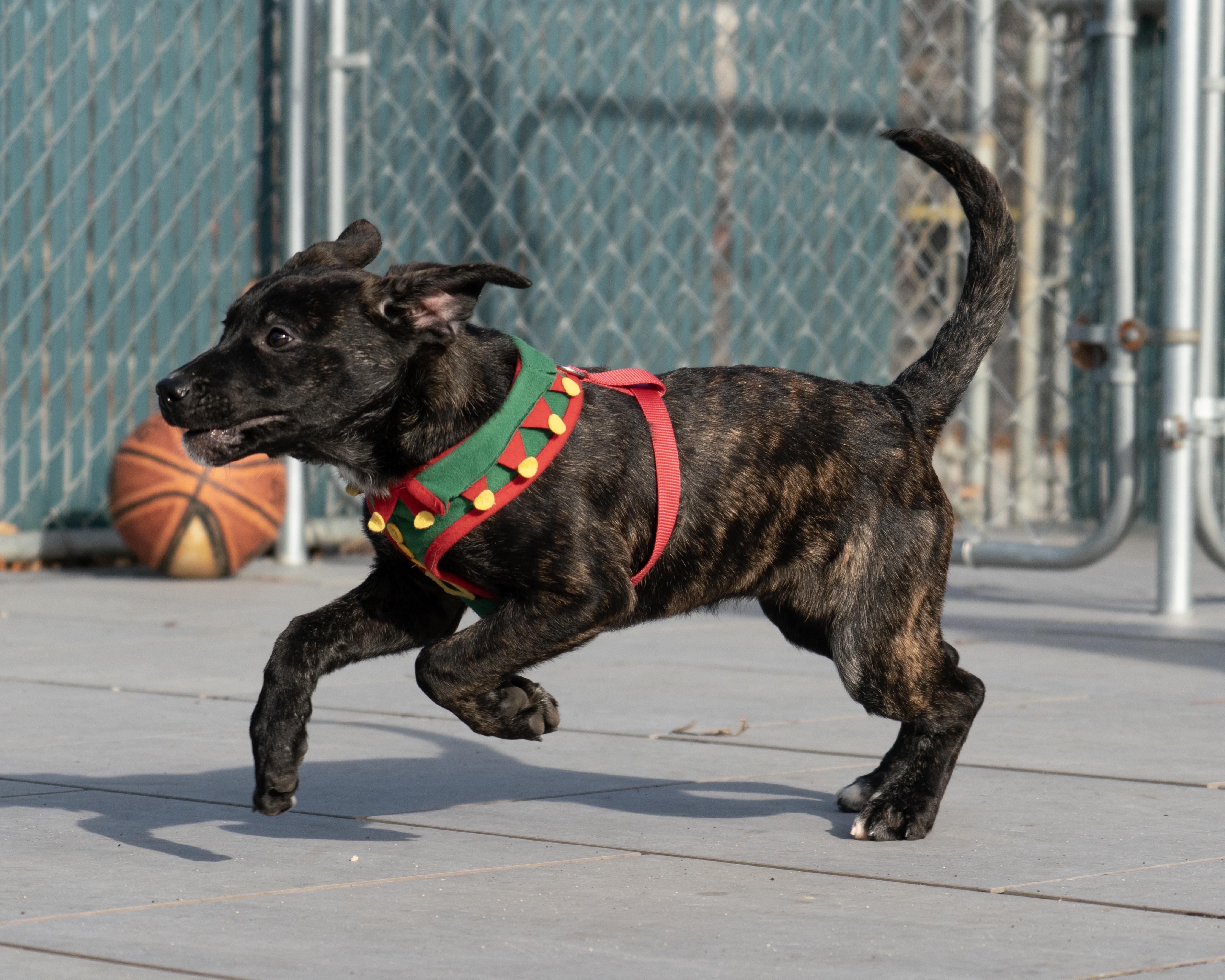 Sugar Plum, an adopted mixed breed in New Rochelle, NY image 2/5