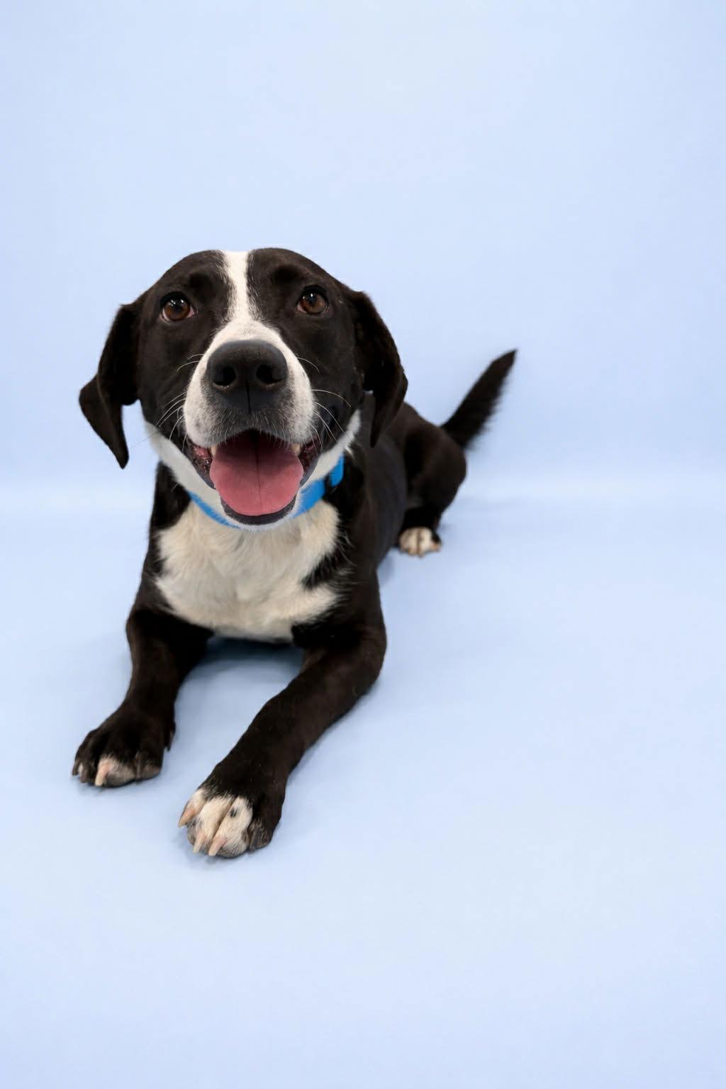 Enlarge Wobble, a Adoptable Pit Bull Terrier in Salt Lake City, UT image 1/3