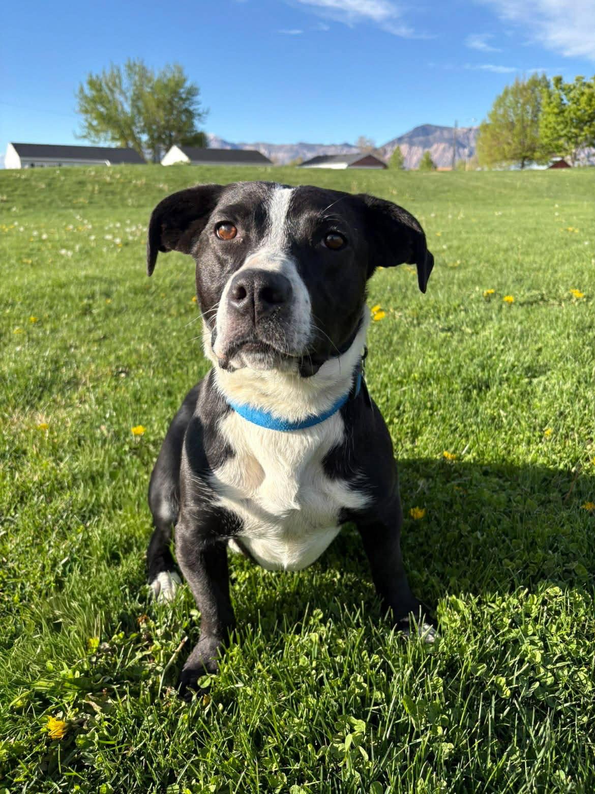 Enlarge Wobble, a Adoptable Pit Bull Terrier in Salt Lake City, UT image 2/3
