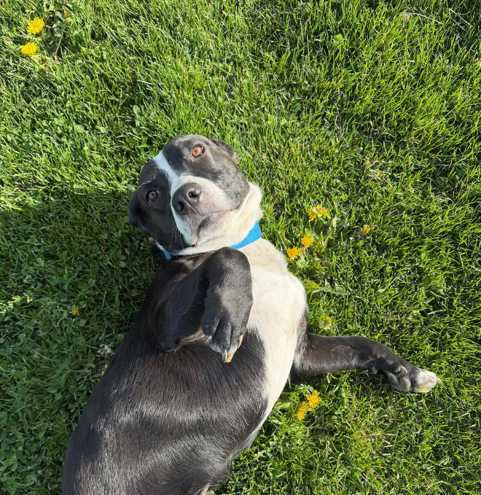 Enlarge Wobble, a Adoptable Pit Bull Terrier in Salt Lake City, UT image 3/3