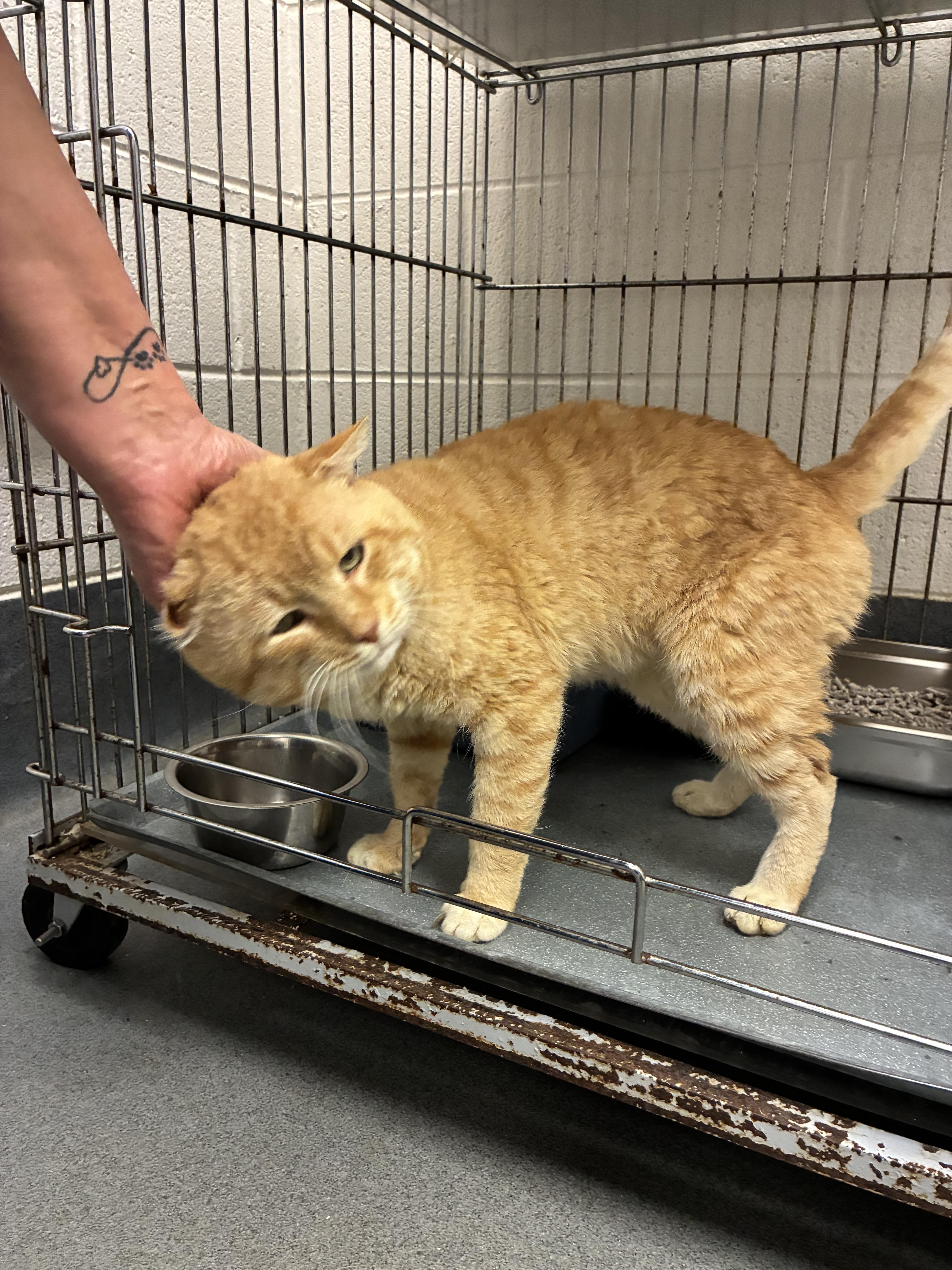 Alfred, a Adoptable Domestic Short Hair in King George, VA image 5/5