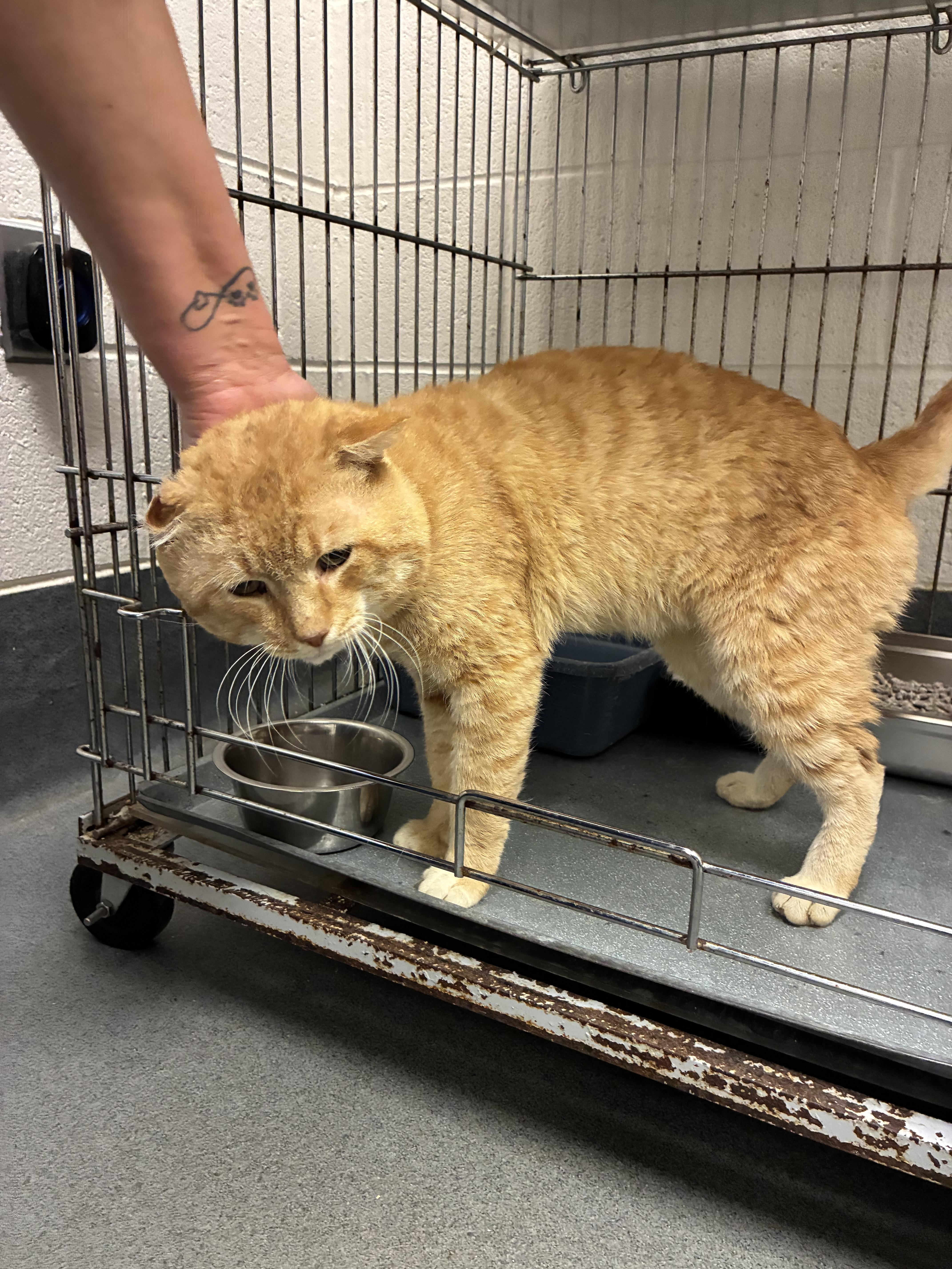 Alfred, a Adoptable Domestic Short Hair in King George, VA image 2/5