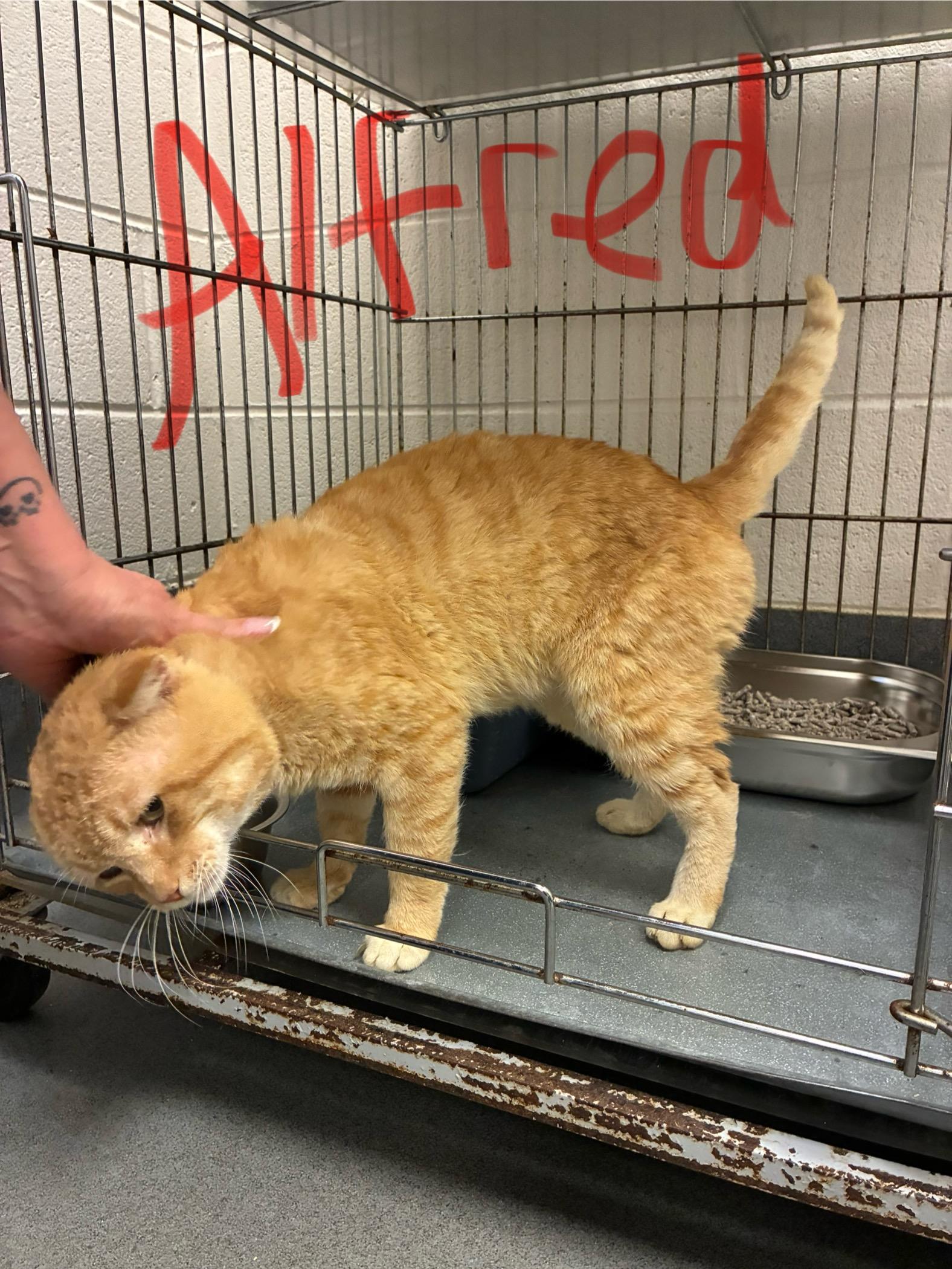 Alfred, a Adoptable Domestic Short Hair in King George, VA image 3/5