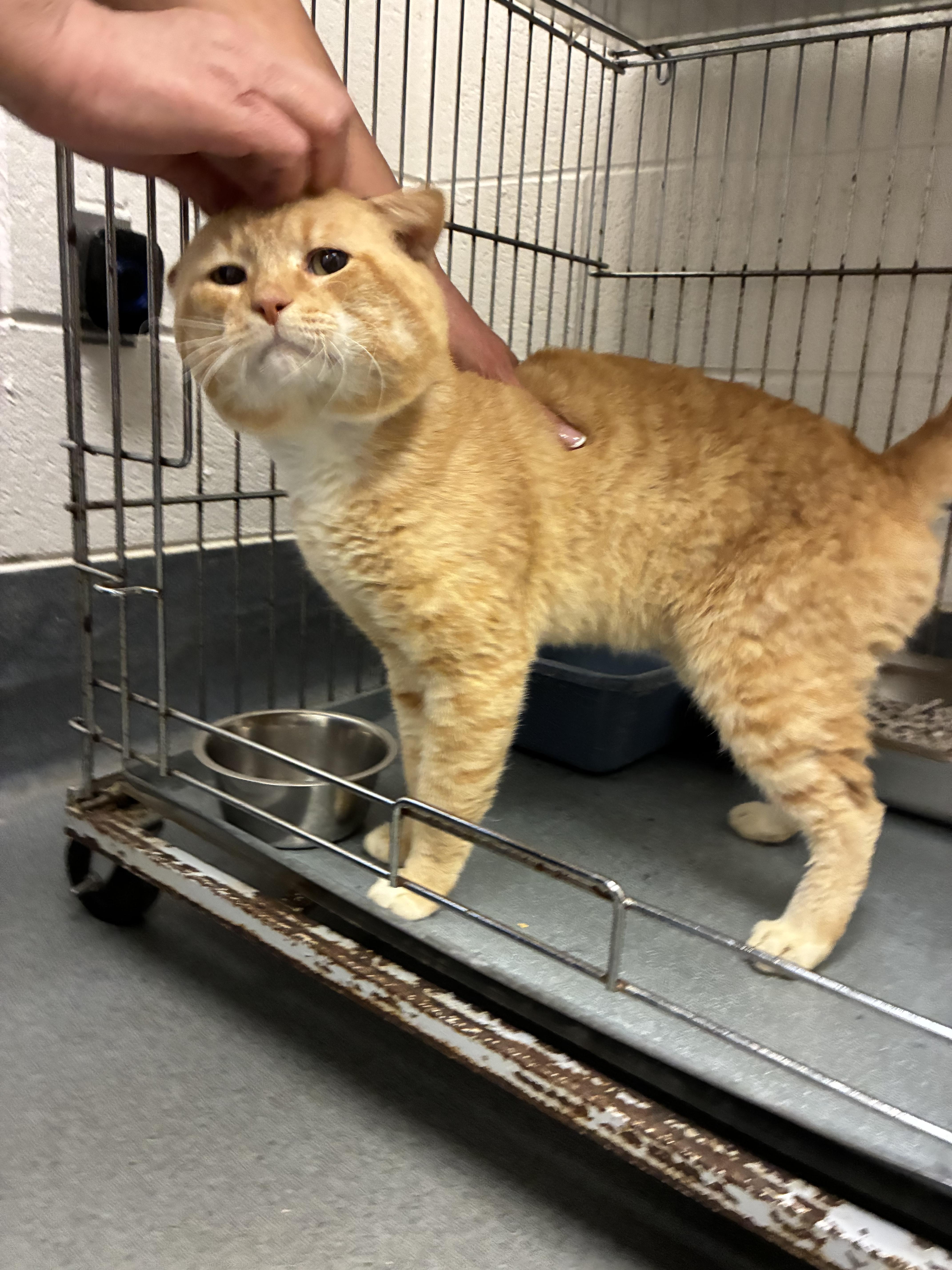 Alfred, a Adoptable Domestic Short Hair in King George, VA image 1/5