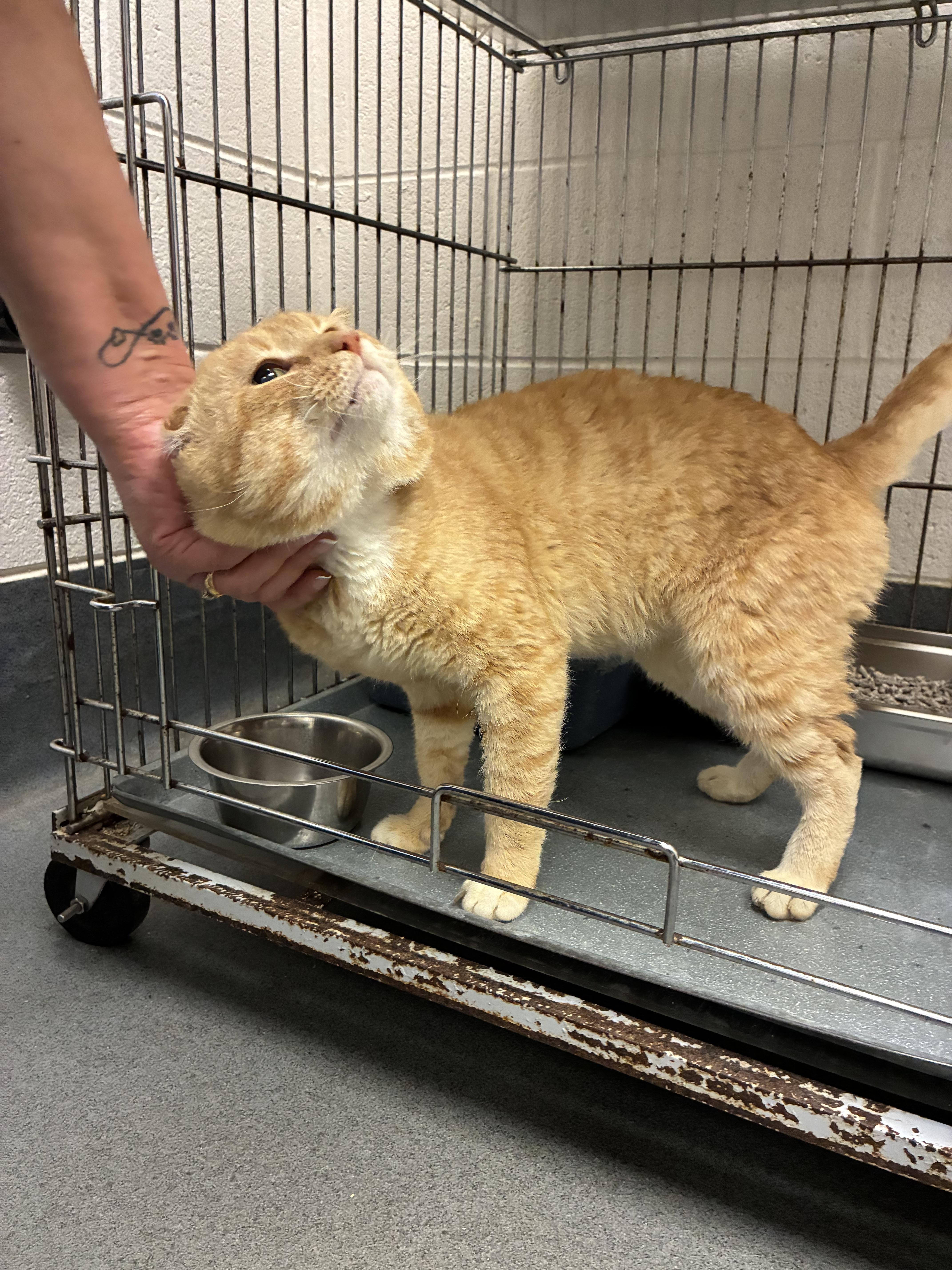 Alfred, a Adoptable Domestic Short Hair in King George, VA image 4/5