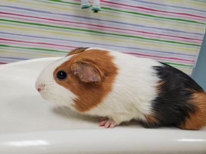 Enlarge Honey, a Adoptable mixed breed in Maumee, OH image 2/2