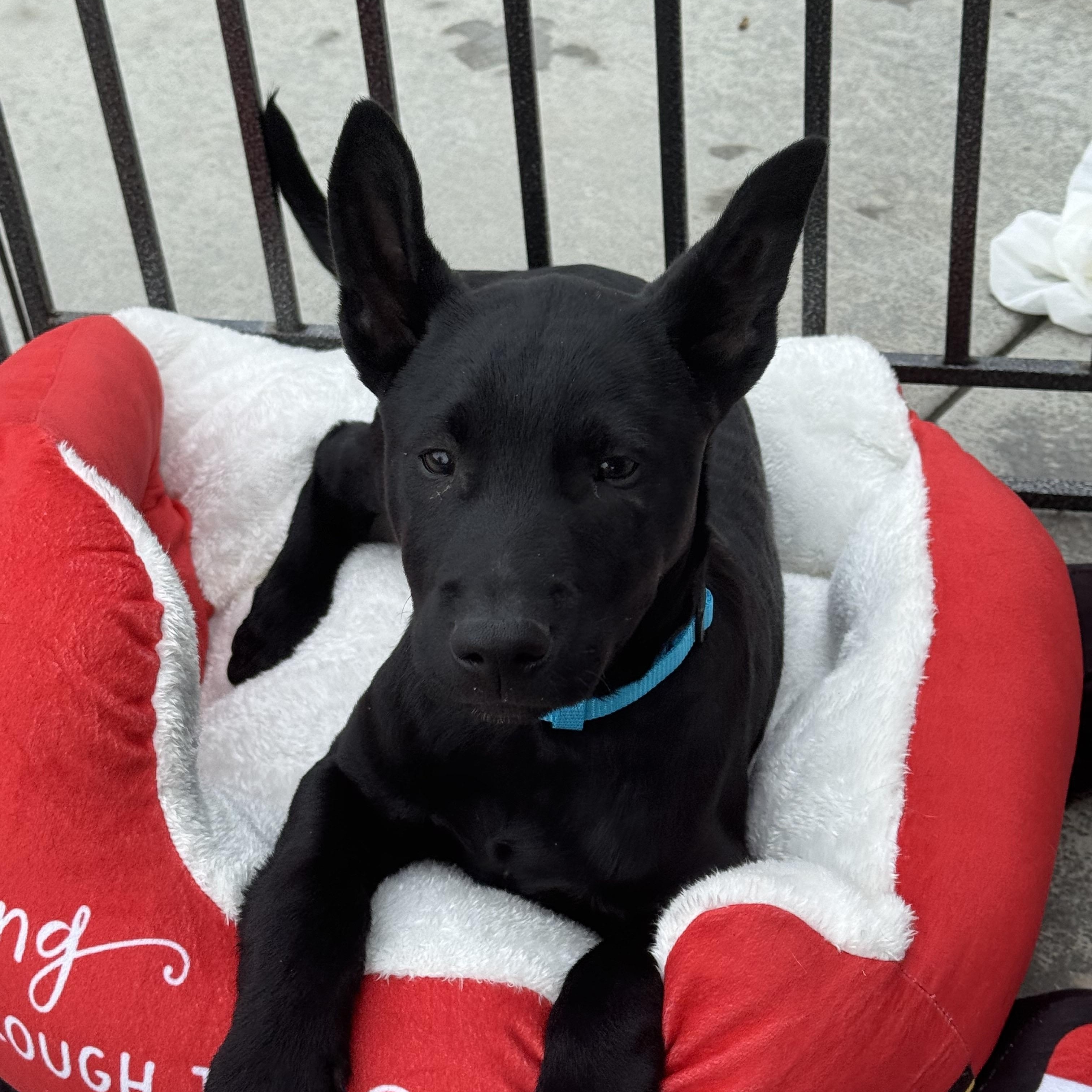 Enlarge Ganzito, a Adoptable mixed breed in San Diego, CA image 6/6