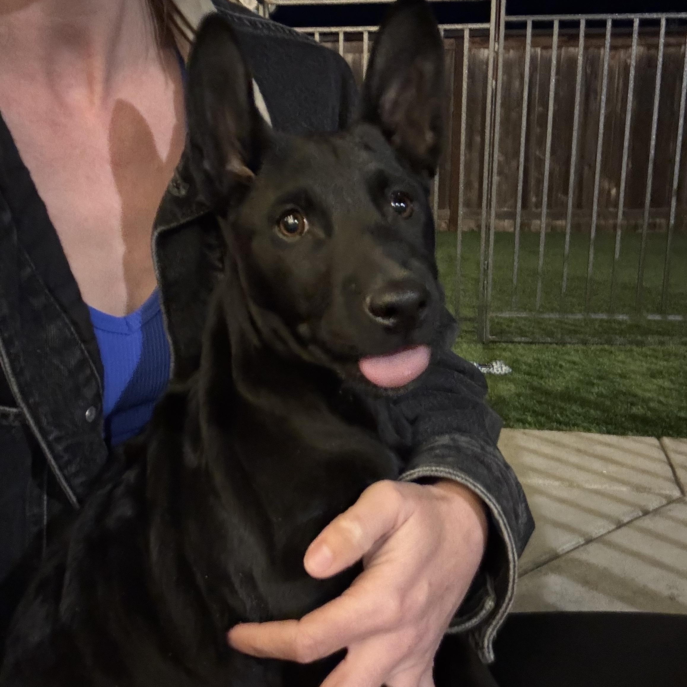 Enlarge Ganzito, a Adoptable mixed breed in San Diego, CA image 4/6