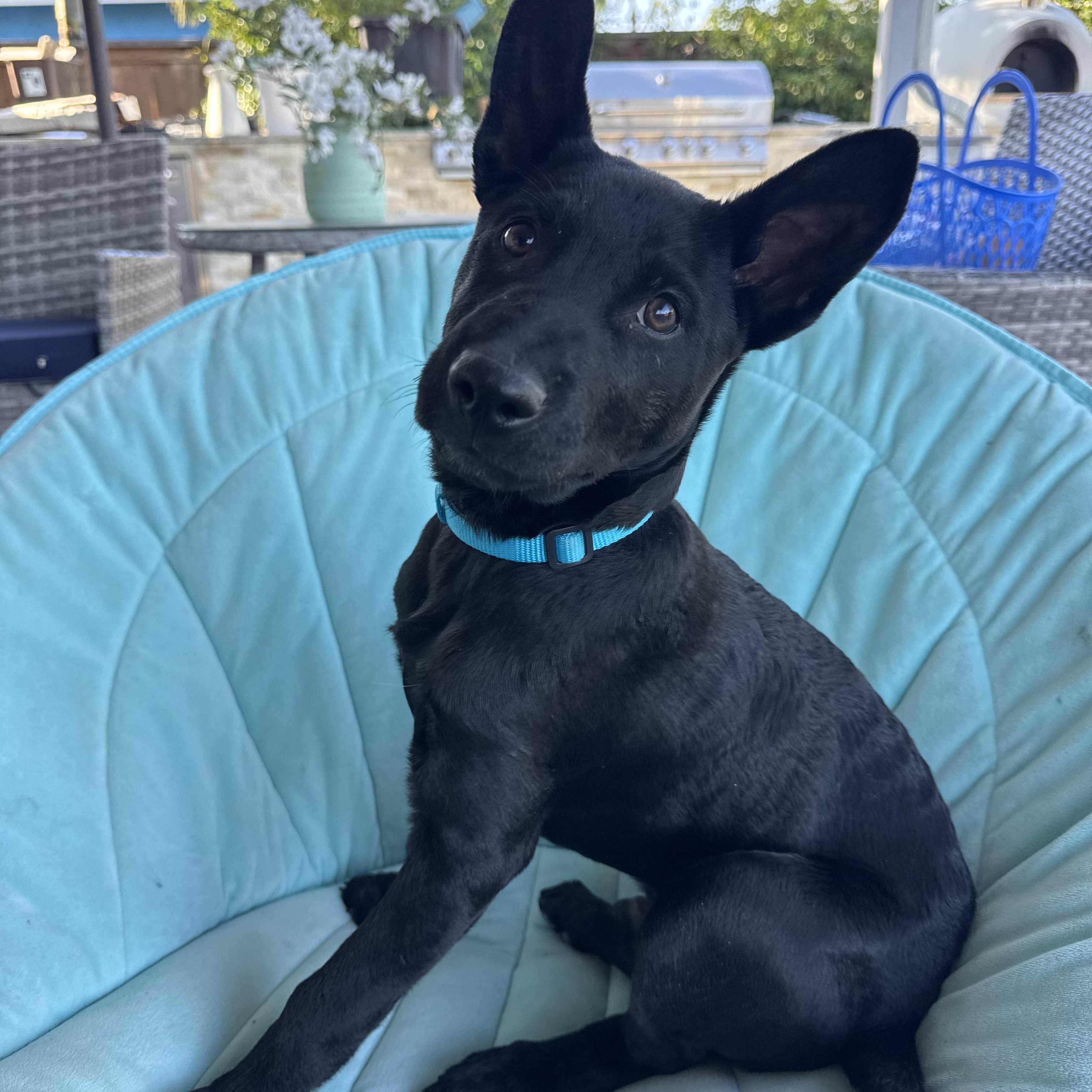 Enlarge Ganzito, a Adoptable mixed breed in San Diego, CA image 2/6