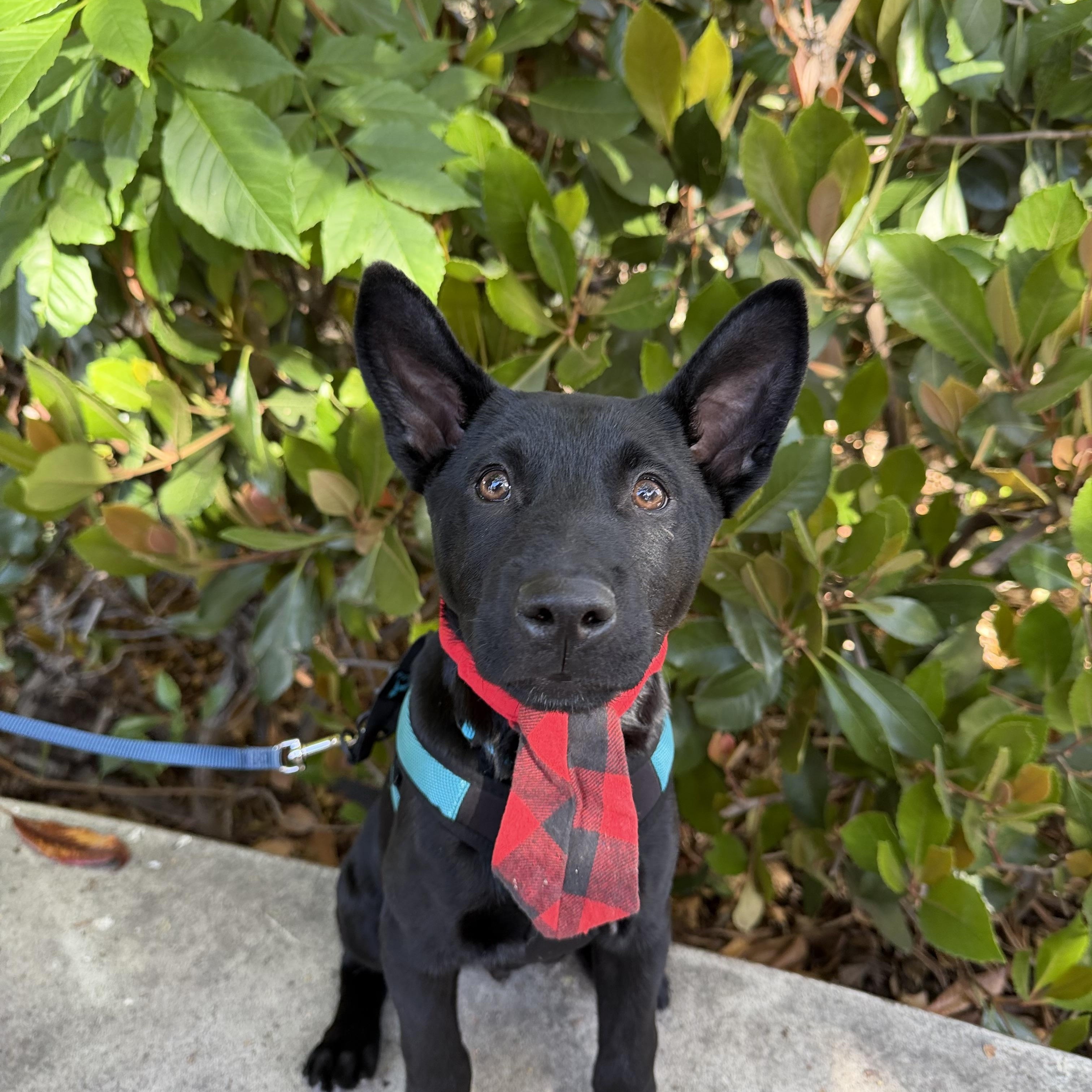 Enlarge Ganzito, a Adoptable mixed breed in San Diego, CA image 3/6