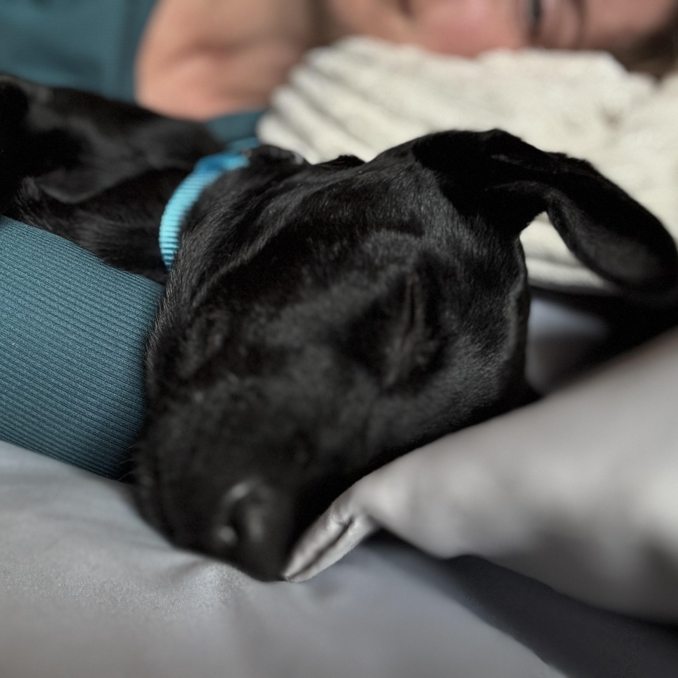 Enlarge Ganzito, a Adoptable mixed breed in San Diego, CA image 5/6