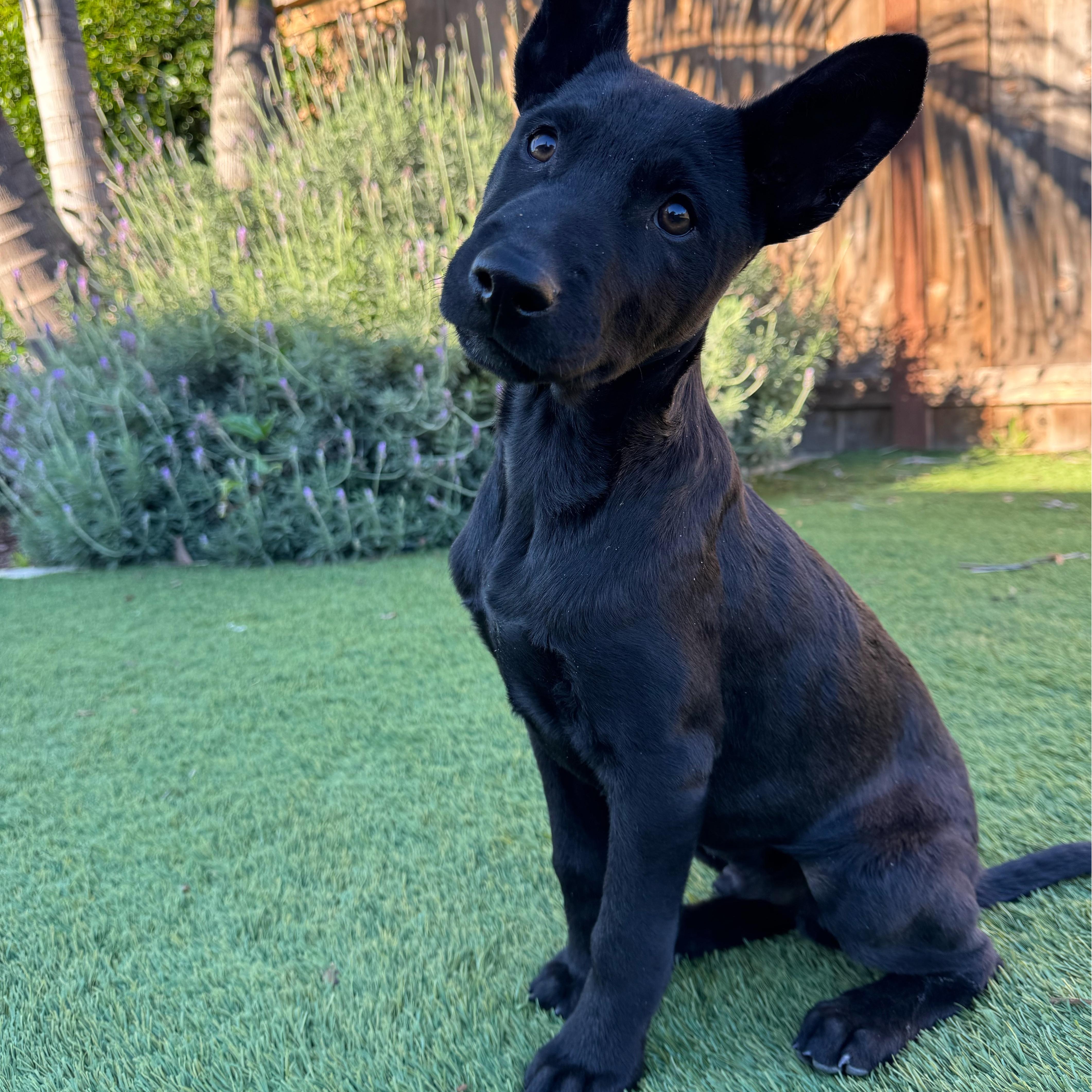 Ganzito, Adoptable, Puppy Male Labrador Retriever.