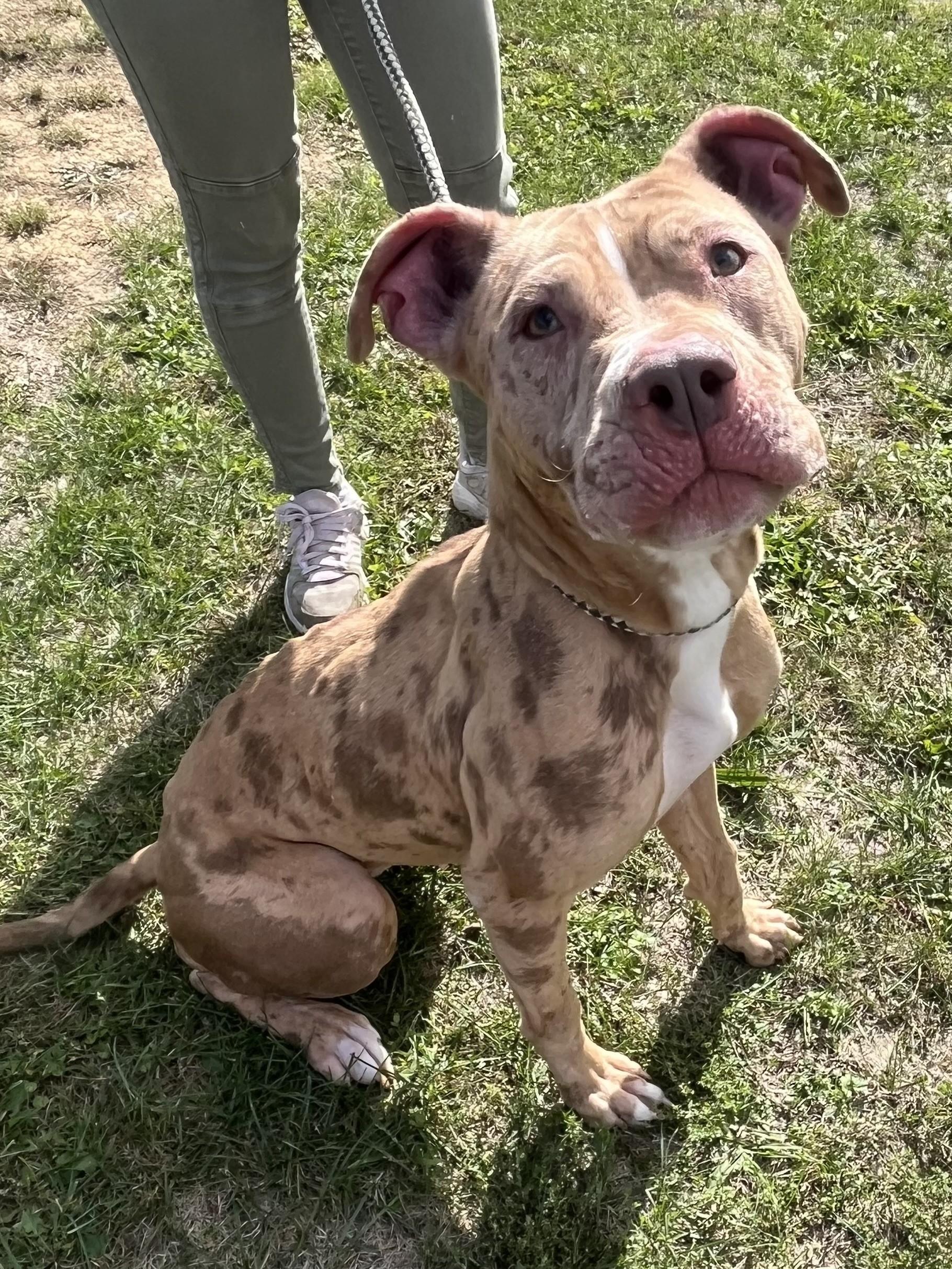 Enlarge Fiesta, an adoptable Pit Bull Terrier in Winchester, VA image 1/5