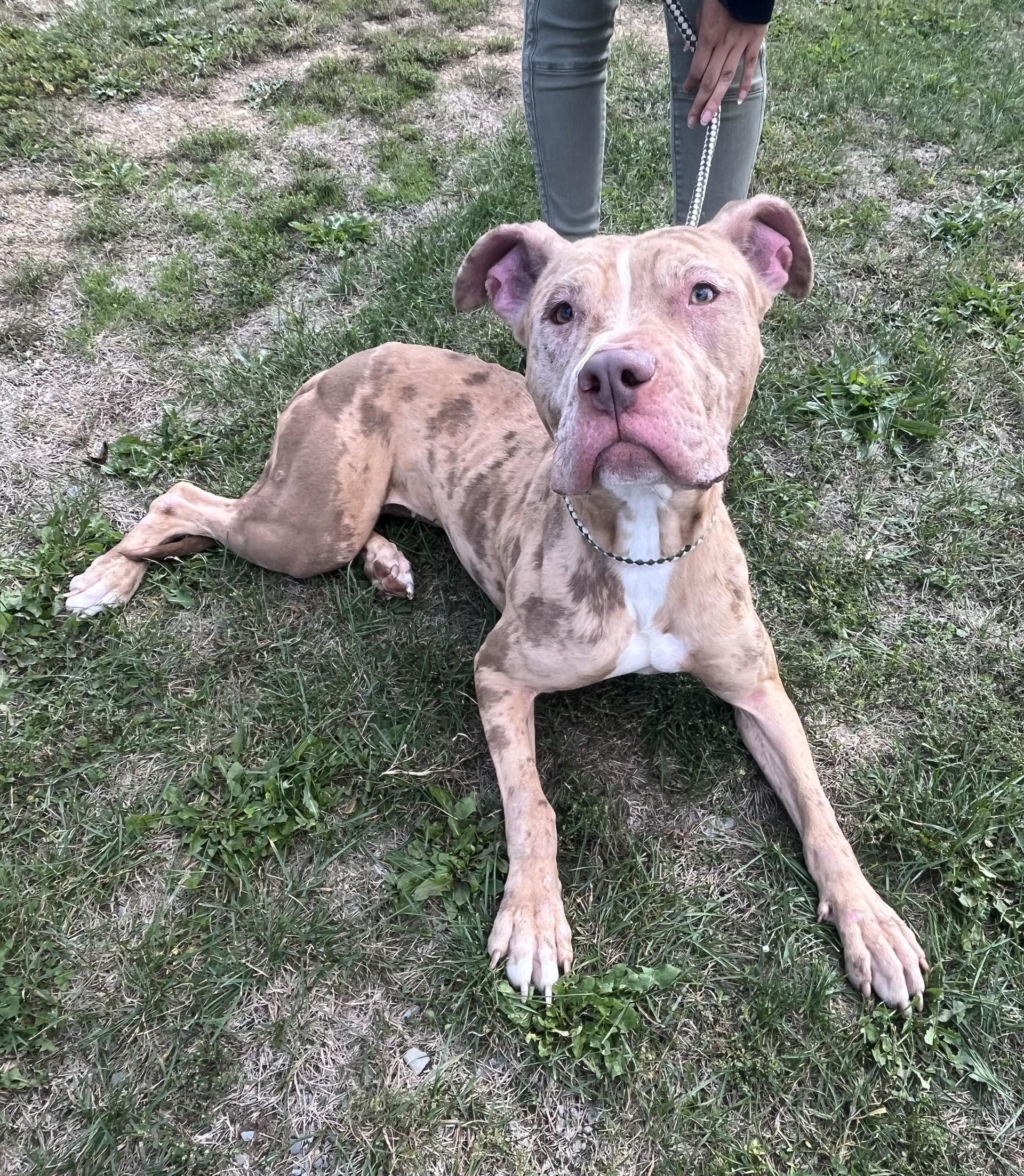 Enlarge Fiesta, an adoptable Pit Bull Terrier in Winchester, VA image 2/5