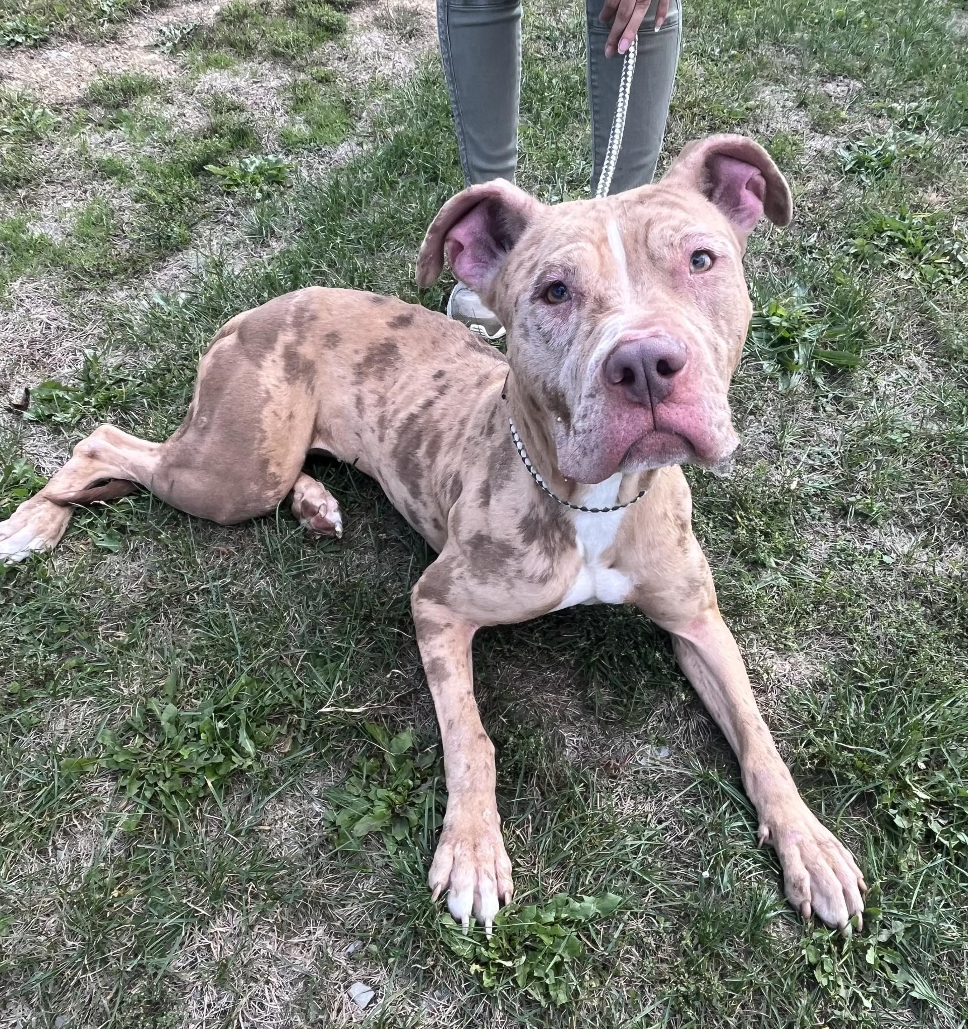 Enlarge Fiesta, an adoptable Pit Bull Terrier in Winchester, VA image 3/5