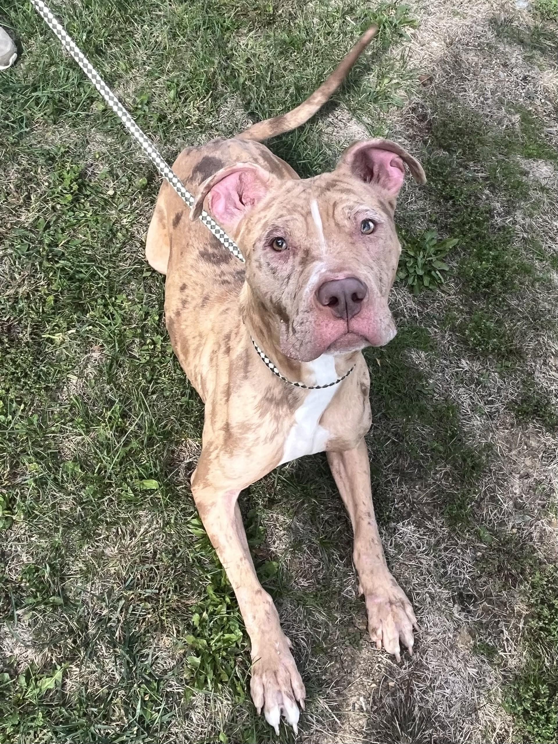 Enlarge Fiesta, an adoptable Pit Bull Terrier in Winchester, VA image 4/5