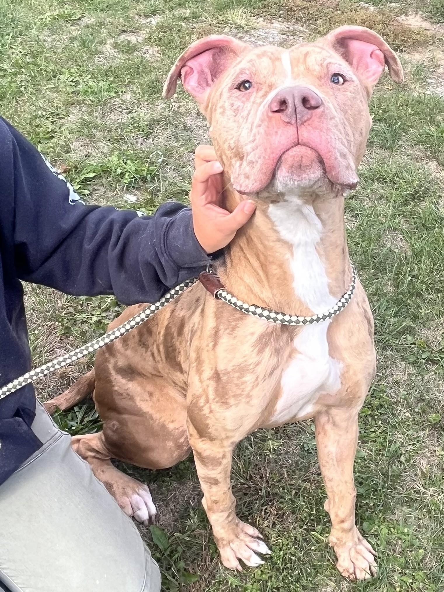 Enlarge Fiesta, an adoptable Pit Bull Terrier in Winchester, VA image 5/5