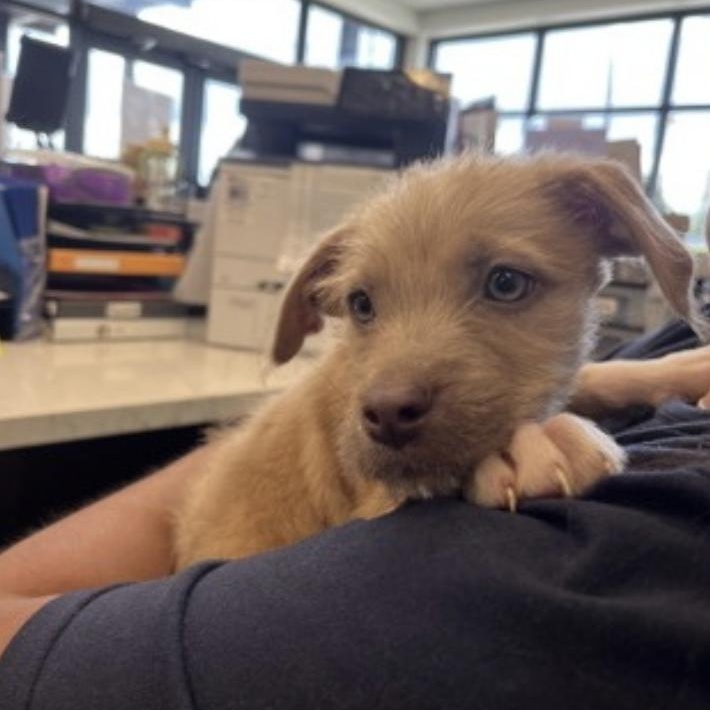 Enlarge Wuzzy Bear - Local Pup, an adopted mixed breed in Andover, MA image 1/4