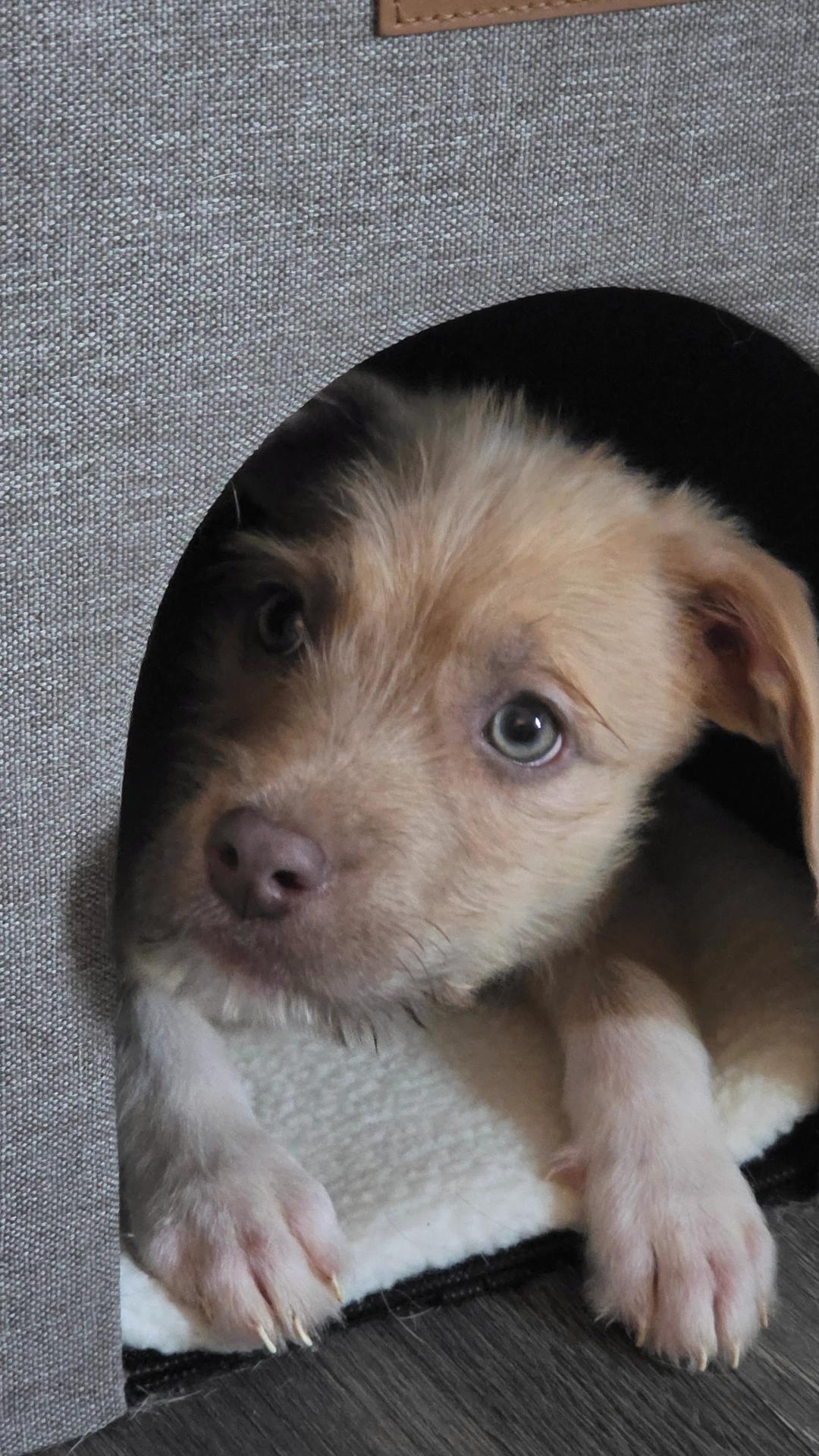 Enlarge Wuzzy Bear - Local Pup, an adopted mixed breed in Andover, MA image 2/4