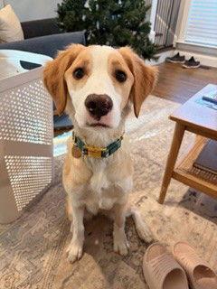 Enlarge GA/Poppy, a Adopted mixed breed in Baldwinsville, NY image 1/1