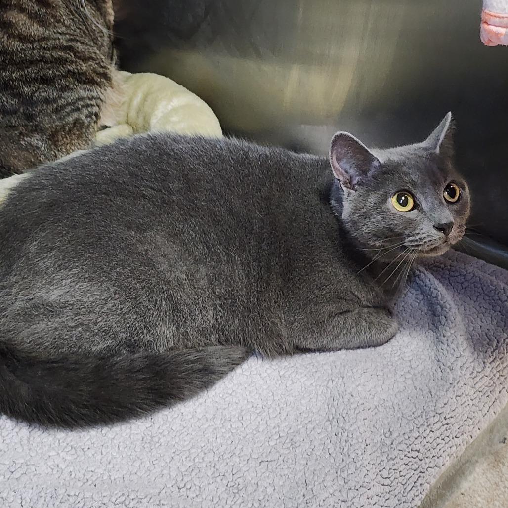 Ophelia, Adoptable, Adult Female Domestic Short Hair.