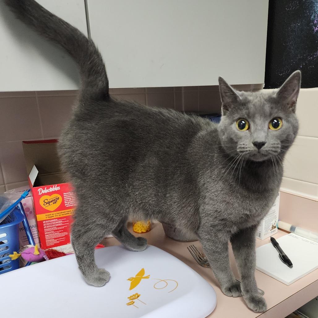 Enlarge Ophelia, a Adoptable Domestic Short Hair in Dixon, IL image 2/2