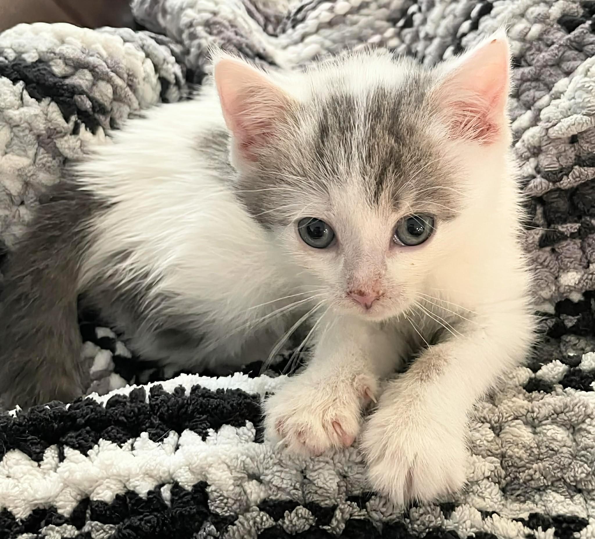 Ruby, adopted, Kitten Female Domestic Short Hair.