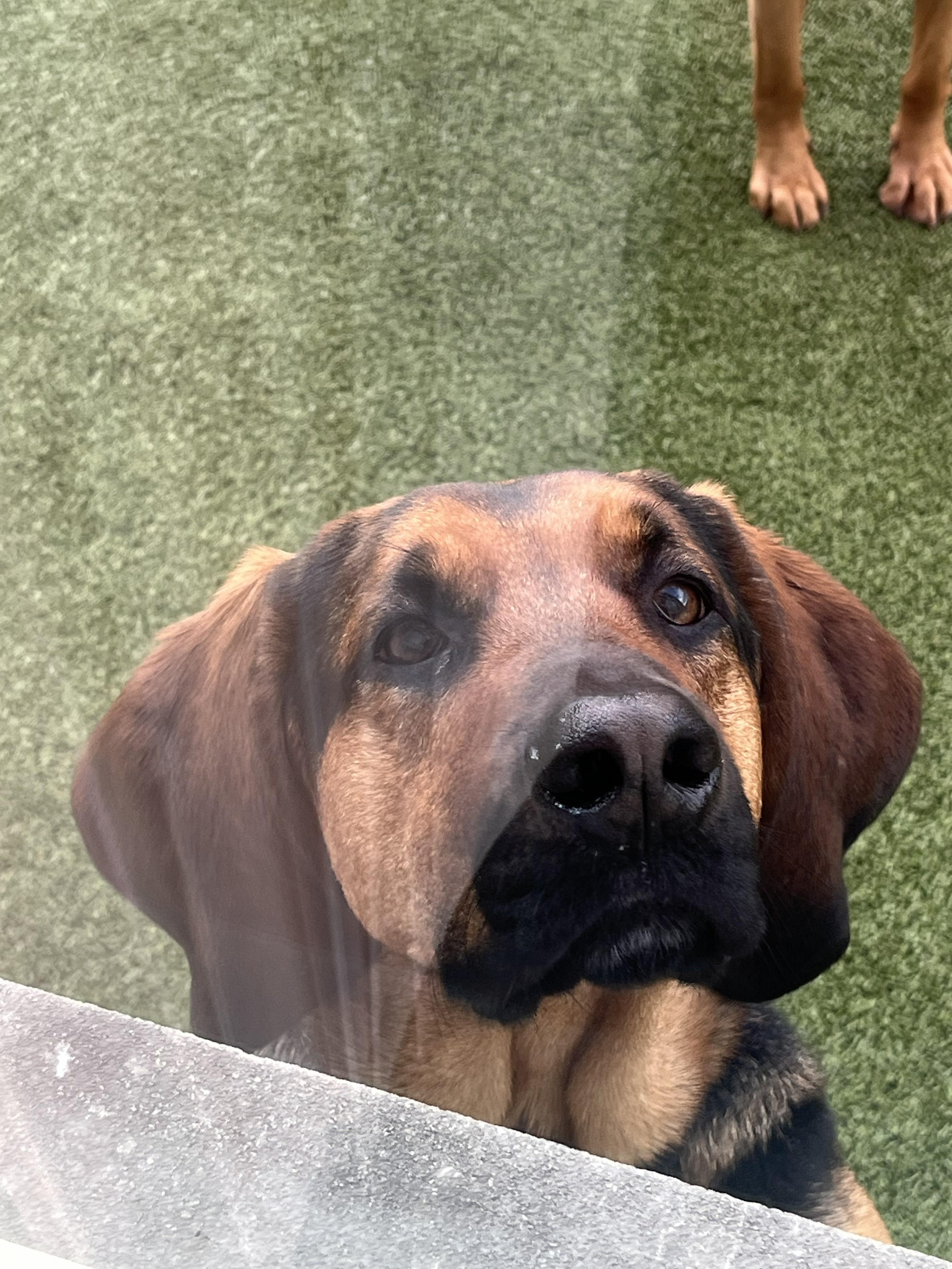 Enlarge Scooby, a Adoptable mixed breed in Washington, NJ image 2/2