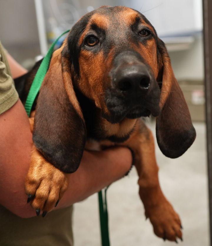 Enlarge Scooby, a Adoptable mixed breed in Washington, NJ image 1/2