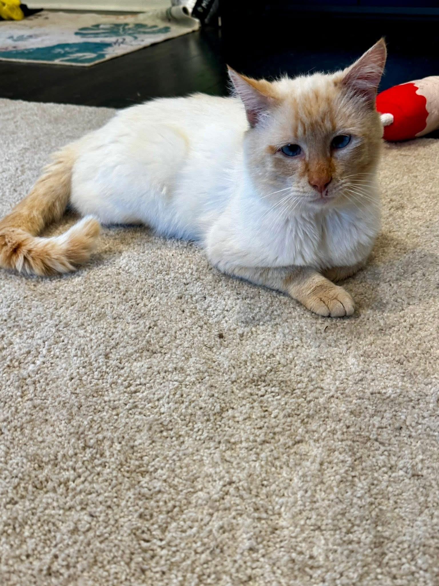 Blaze, a ADOPTABLE Siamese in Louisville, KY image 3/4