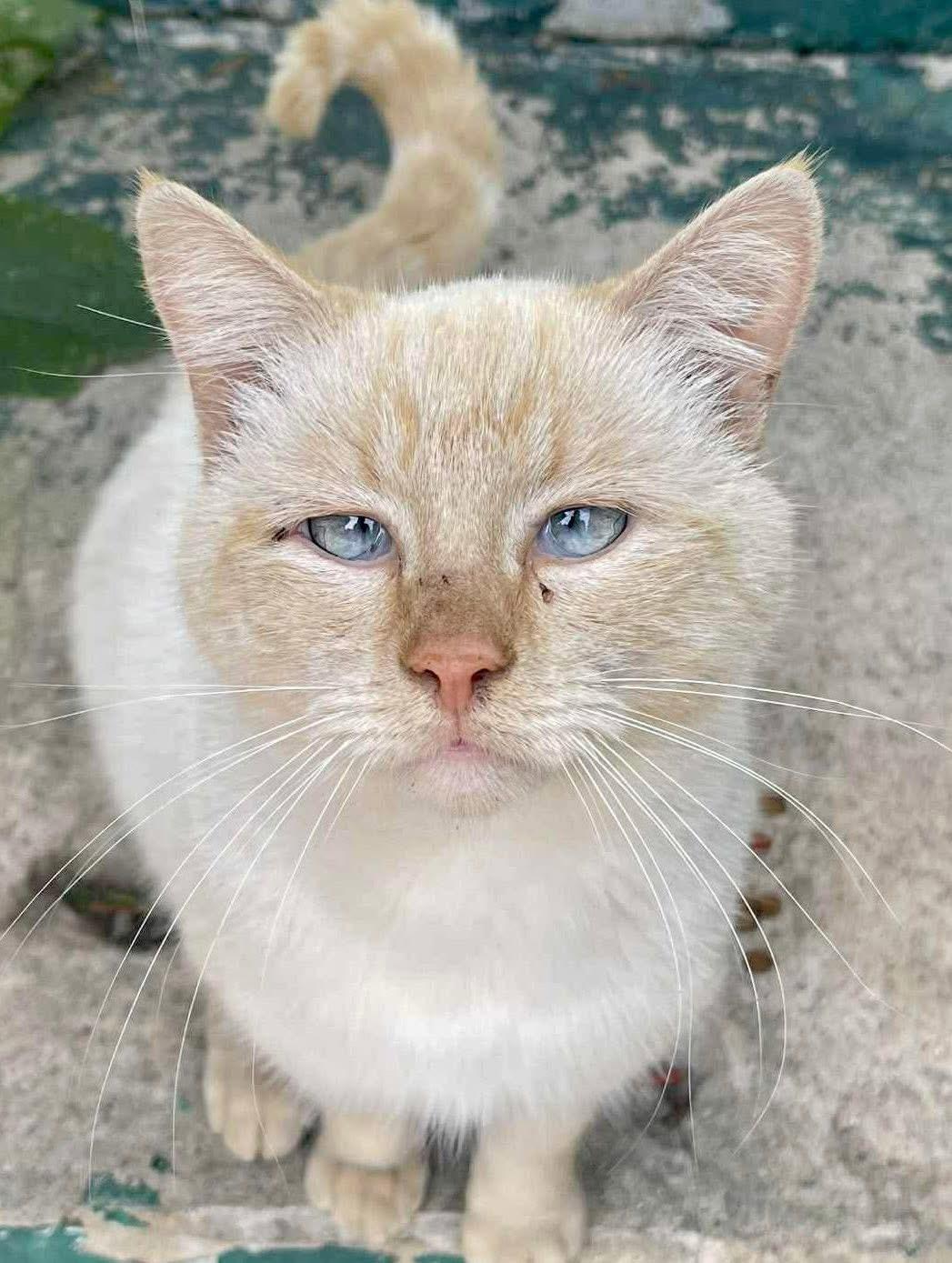 Blaze, ADOPTABLE, Adult Male Siamese.
