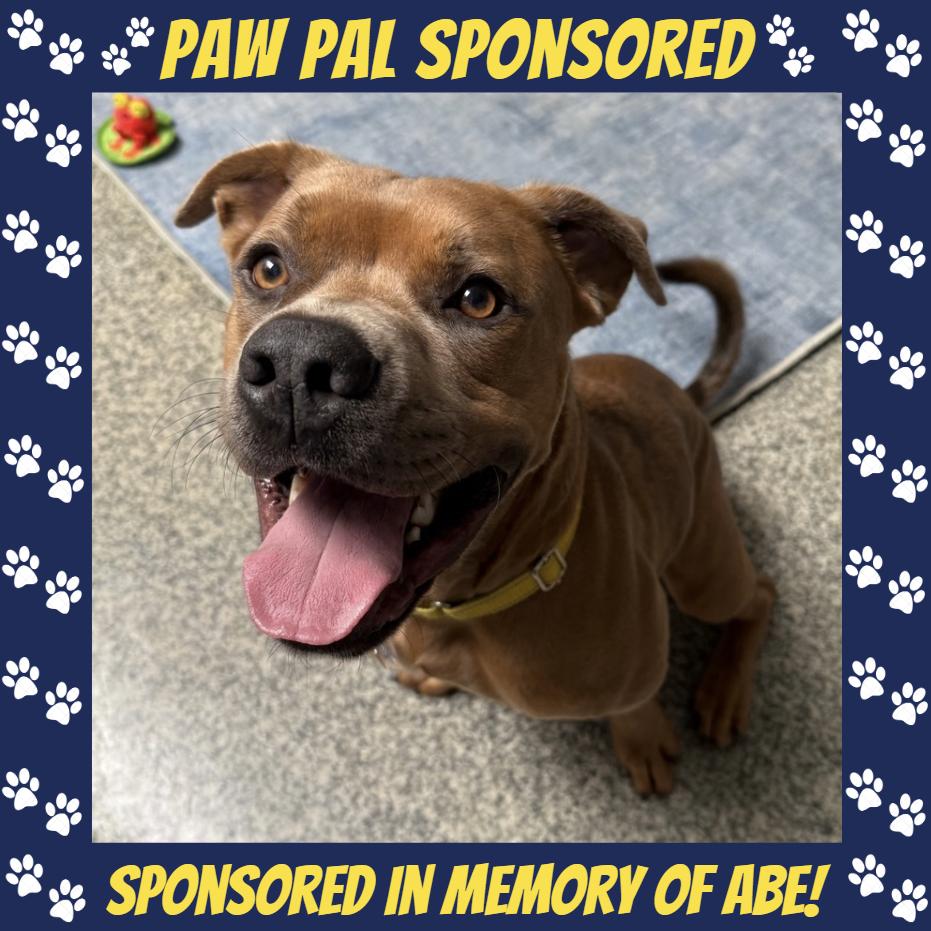 Enlarge Bear, a Adoptable mixed breed in Falls Church, VA image 1/6