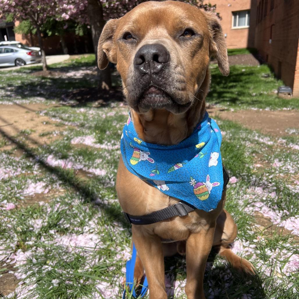 Enlarge Bear, a Adoptable mixed breed in Falls Church, VA image 2/6