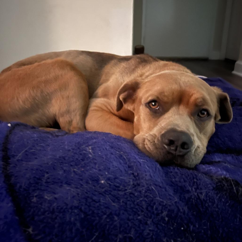 Enlarge Bear, a Adoptable mixed breed in Falls Church, VA image 4/6
