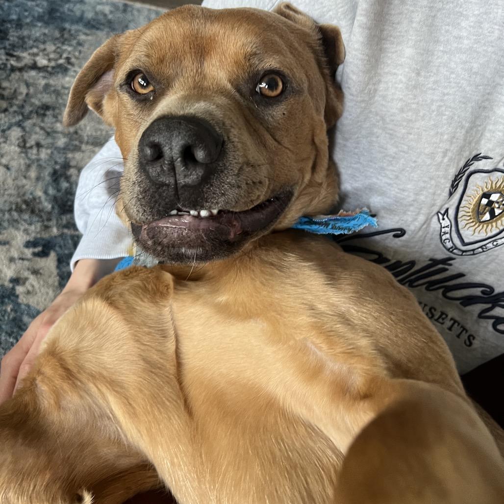 Enlarge Bear, a Adoptable mixed breed in Falls Church, VA image 5/6