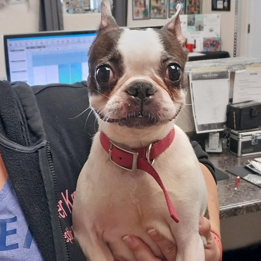 Enlarge Sunshine 25-65, a Adoptable Boston Terrier in Bottineau, ND image 1/1
