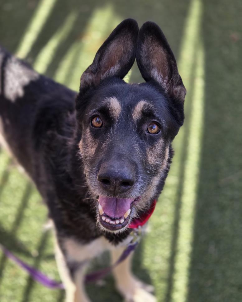 MAX, Adoptable, Senior Male German Shepherd Dog.