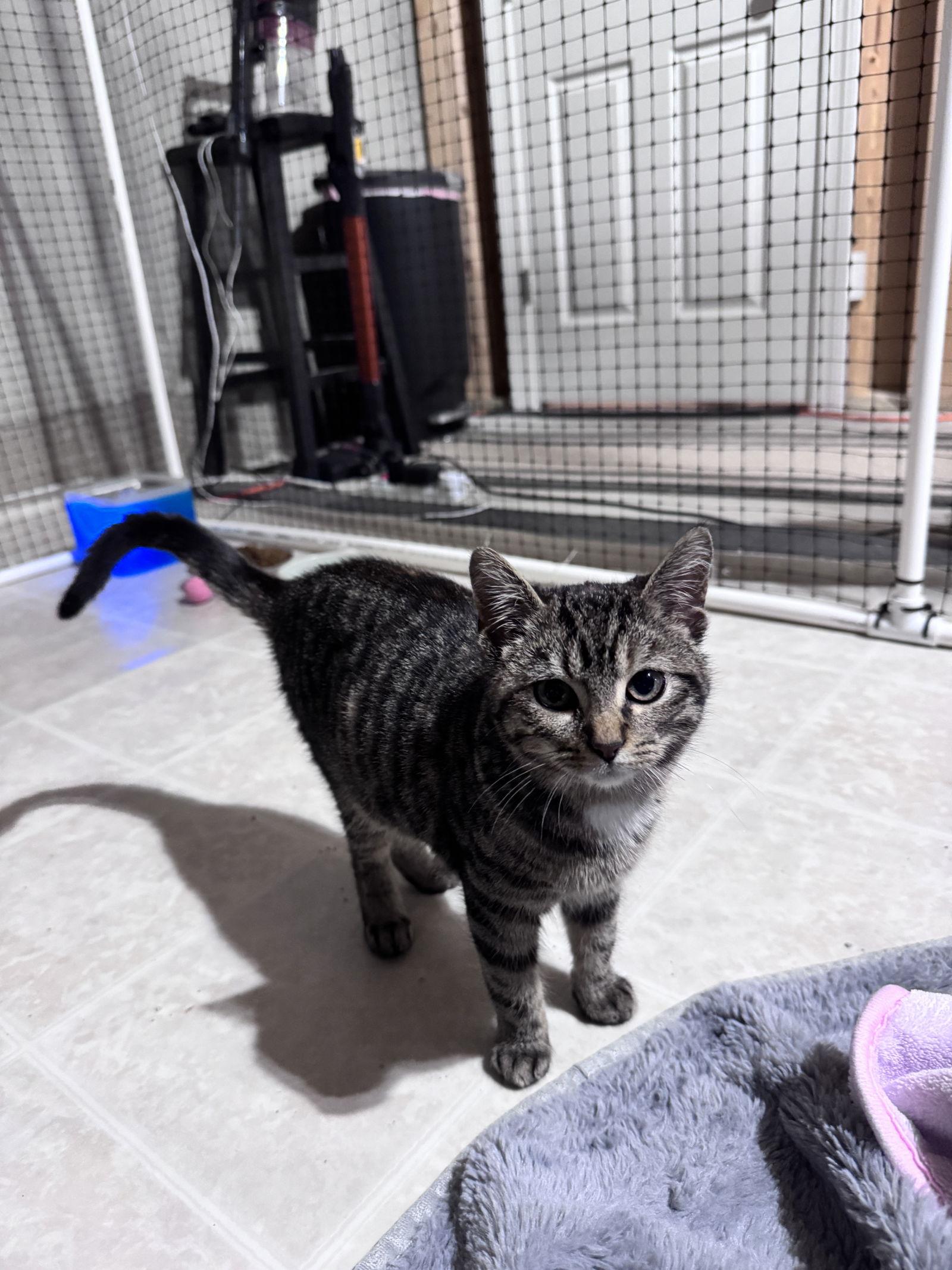 Enlarge Bean, a Adoptable Domestic Short Hair in Lake Saint Louis, MO image 1/2